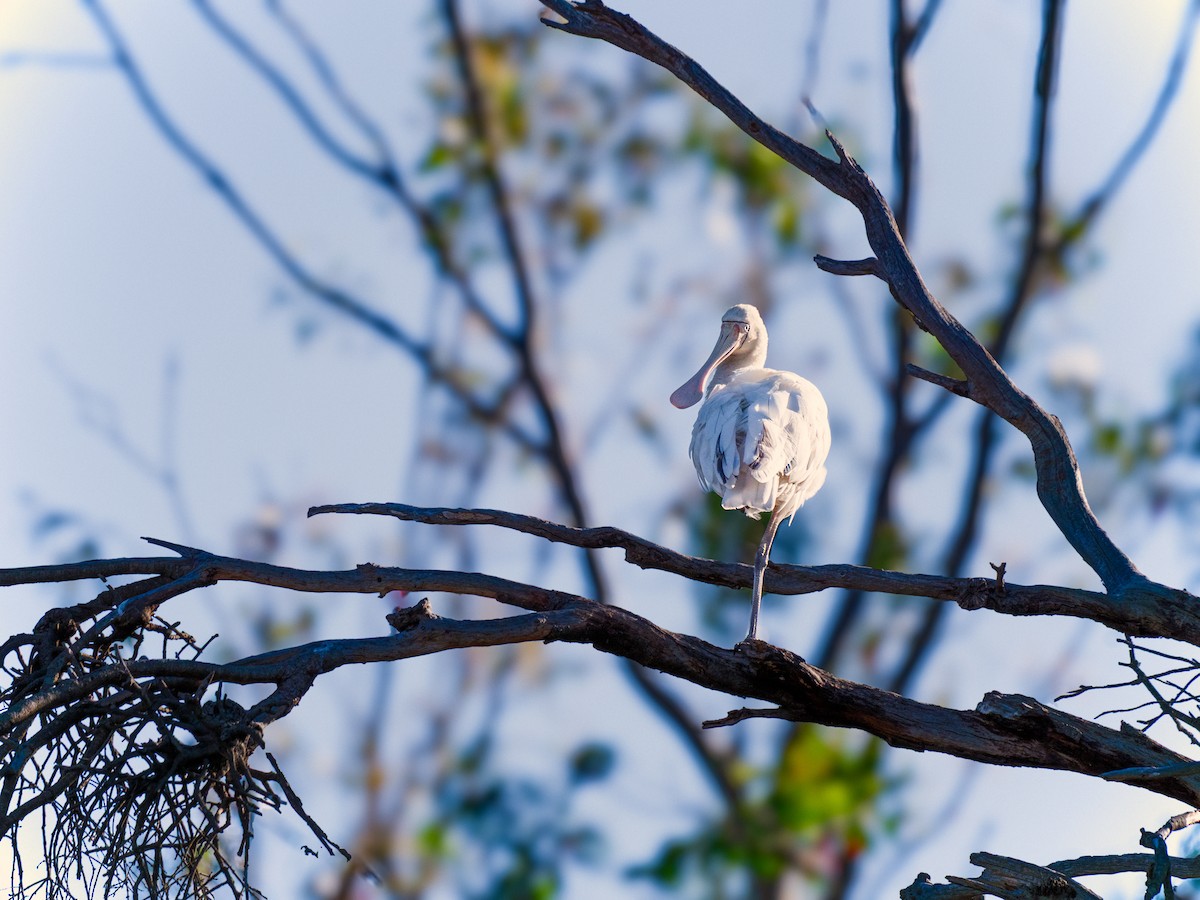 キバシヘラサギ - ML646101659