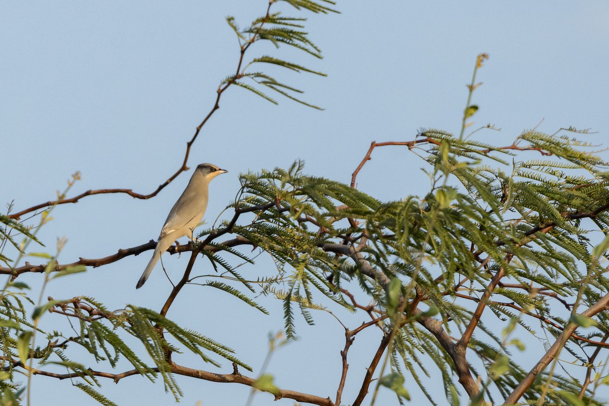 Hypocolius - ML646101661