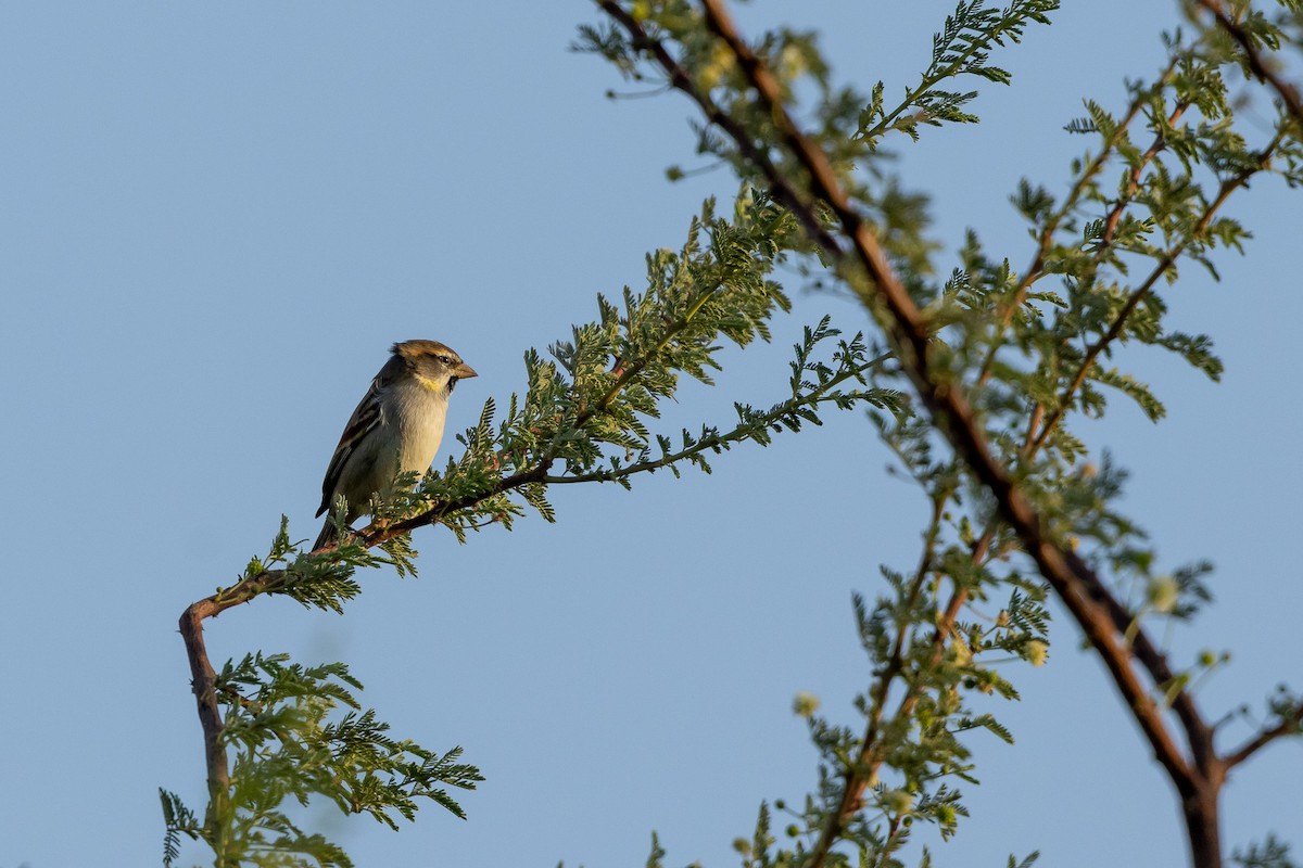 Dead Sea Sparrow - ML646101665