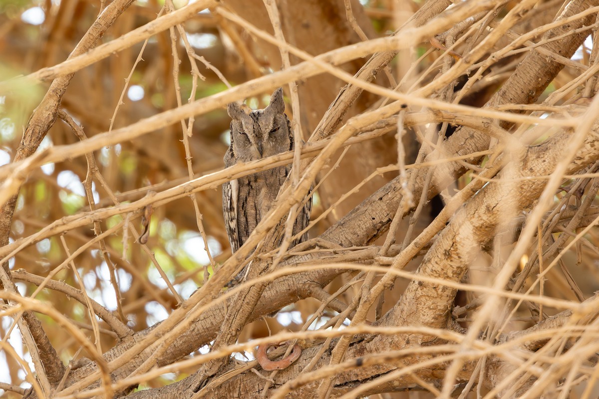 Pallid Scops-Owl - ML646101673