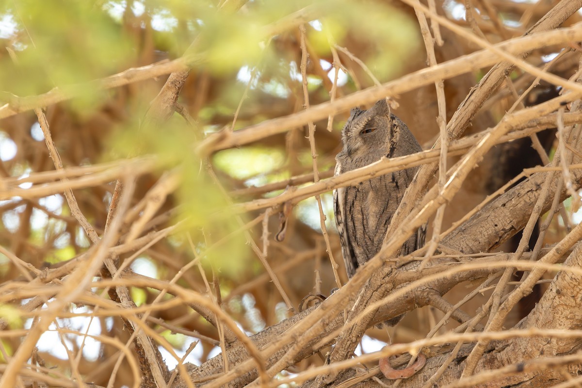 Pallid Scops-Owl - ML646101676