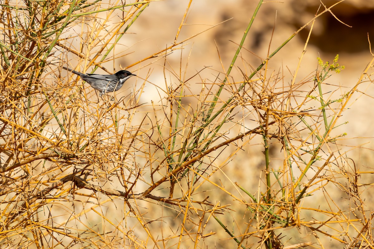 Cyprus Warbler - ML646101677