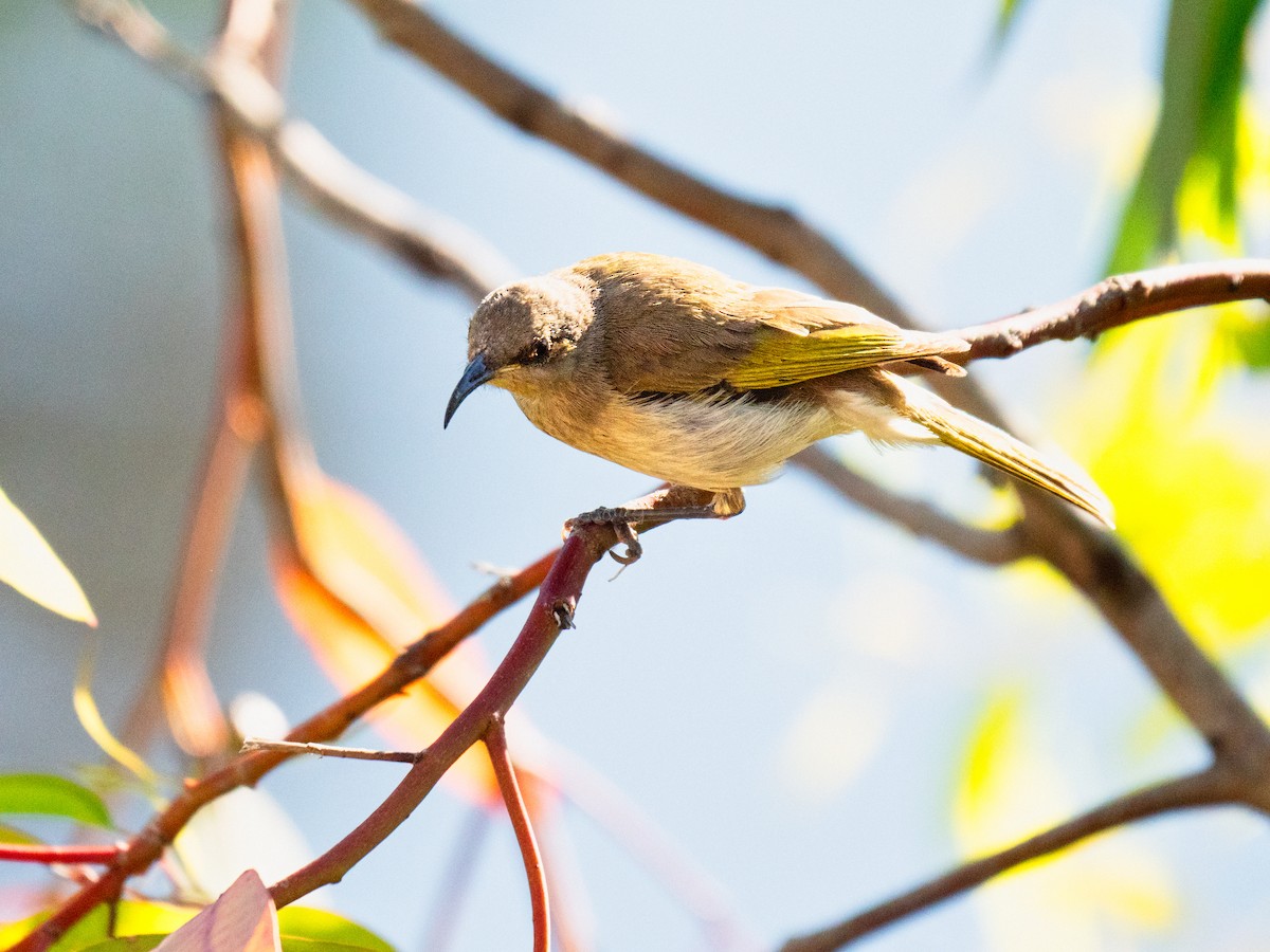 Brown Honeyeater - ML646101678