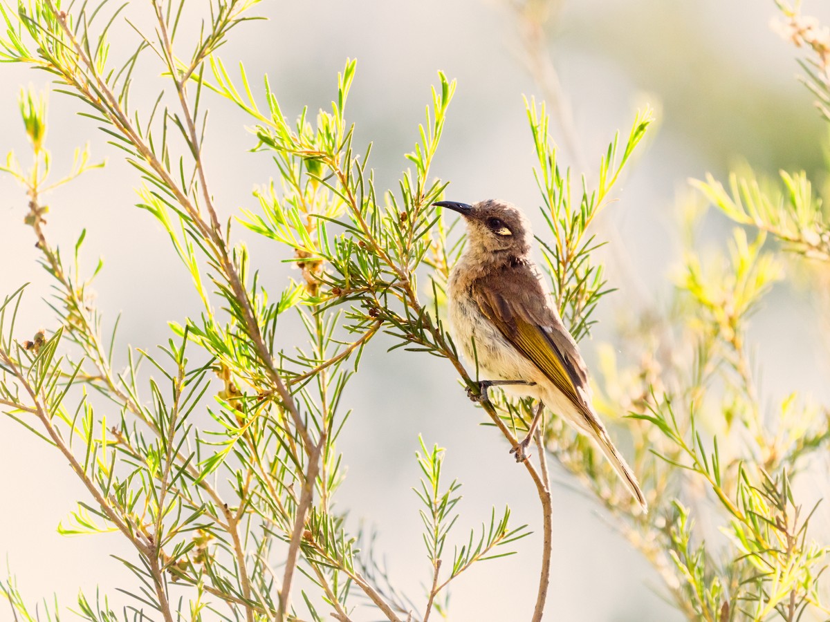 Brown Honeyeater - ML646101679