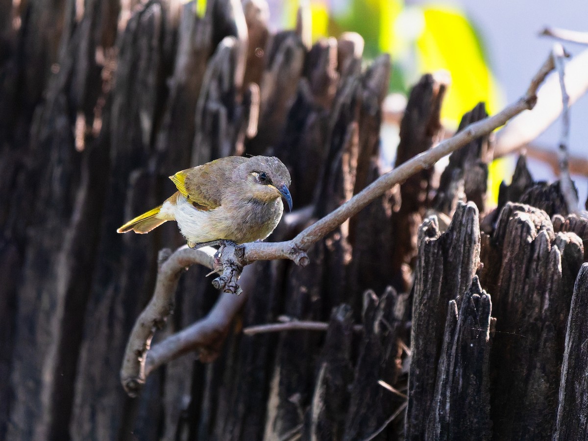 Brown Honeyeater - ML646101680