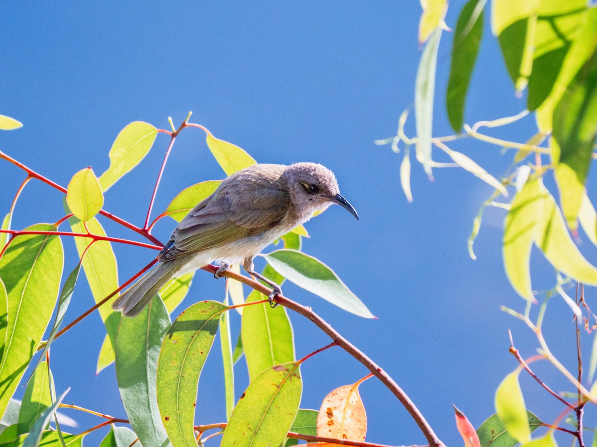 Brown Honeyeater - ML646101681