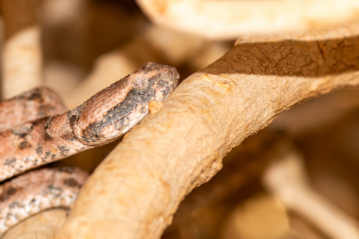 Saw-scaled Vipers - ML646101688