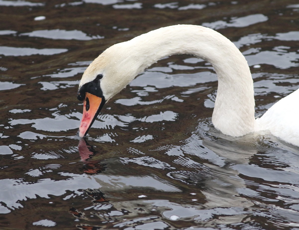 Mute Swan - ML646101700