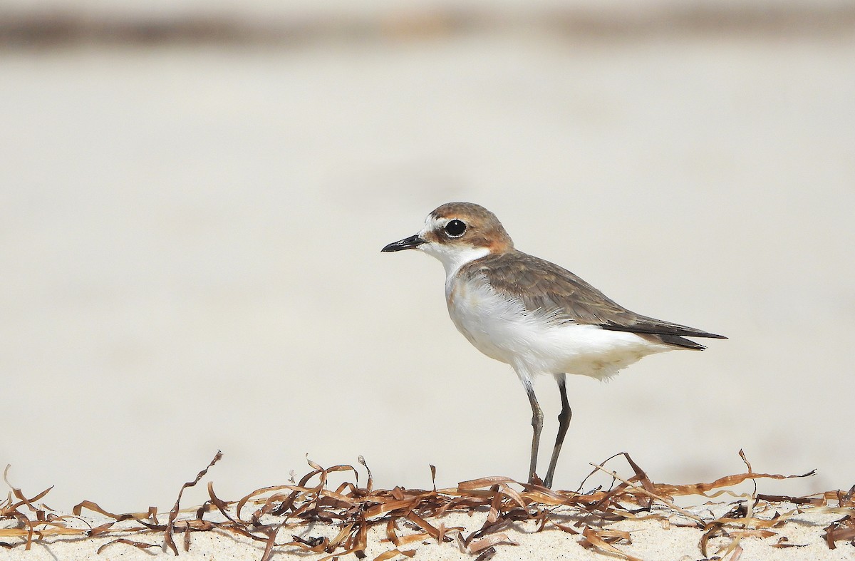 Red-capped Plover - ML646101701