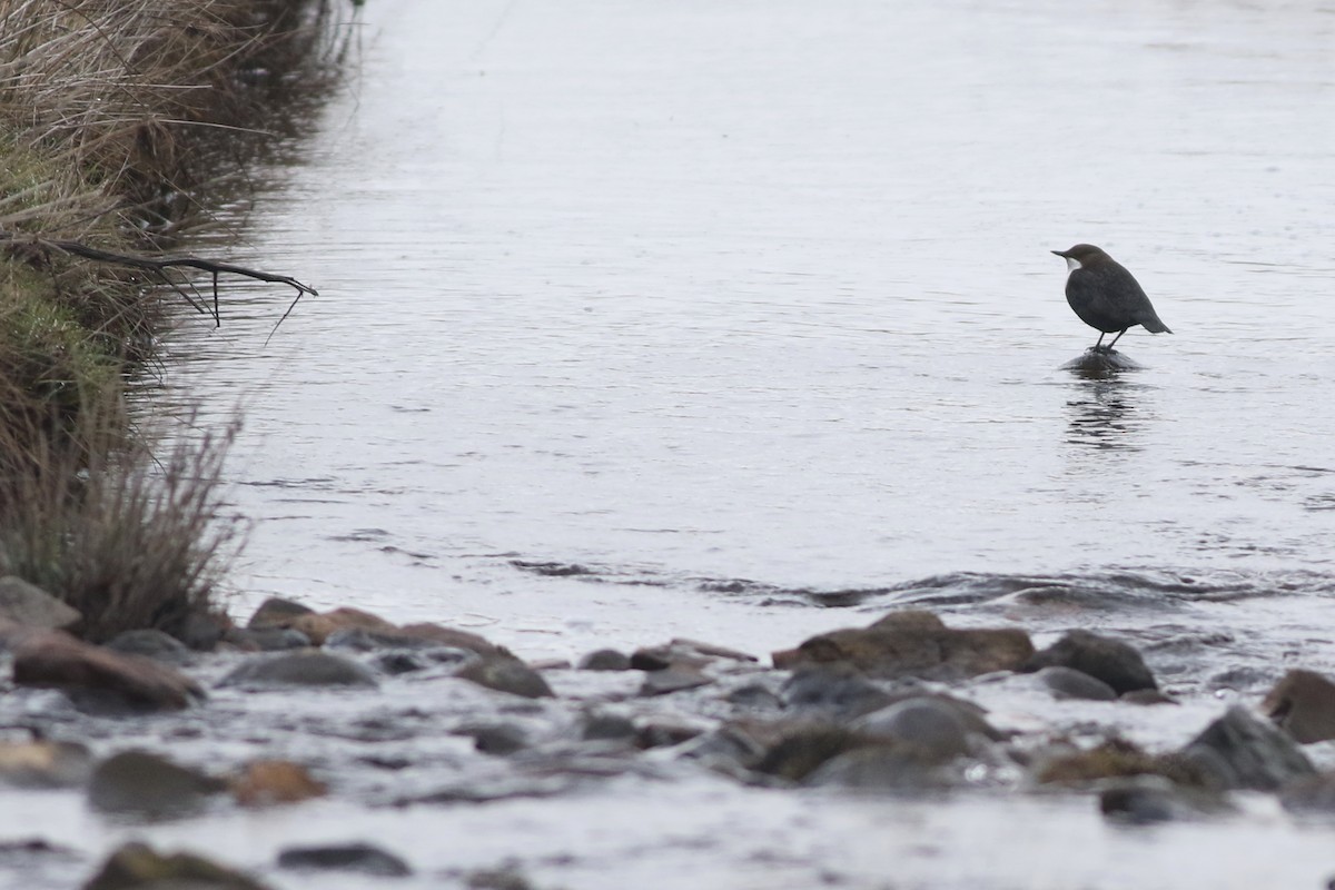 אמודאי הנחלים - ML646101703
