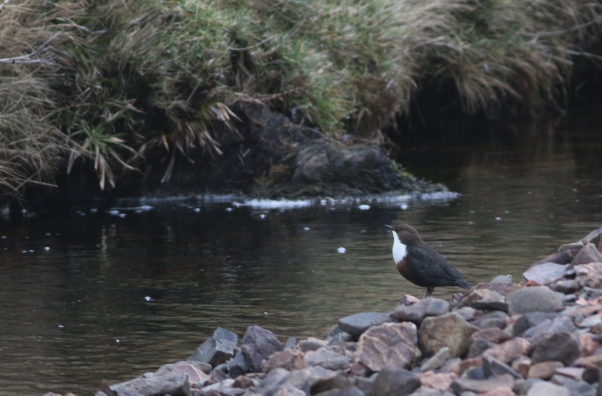 אמודאי הנחלים - ML646101704