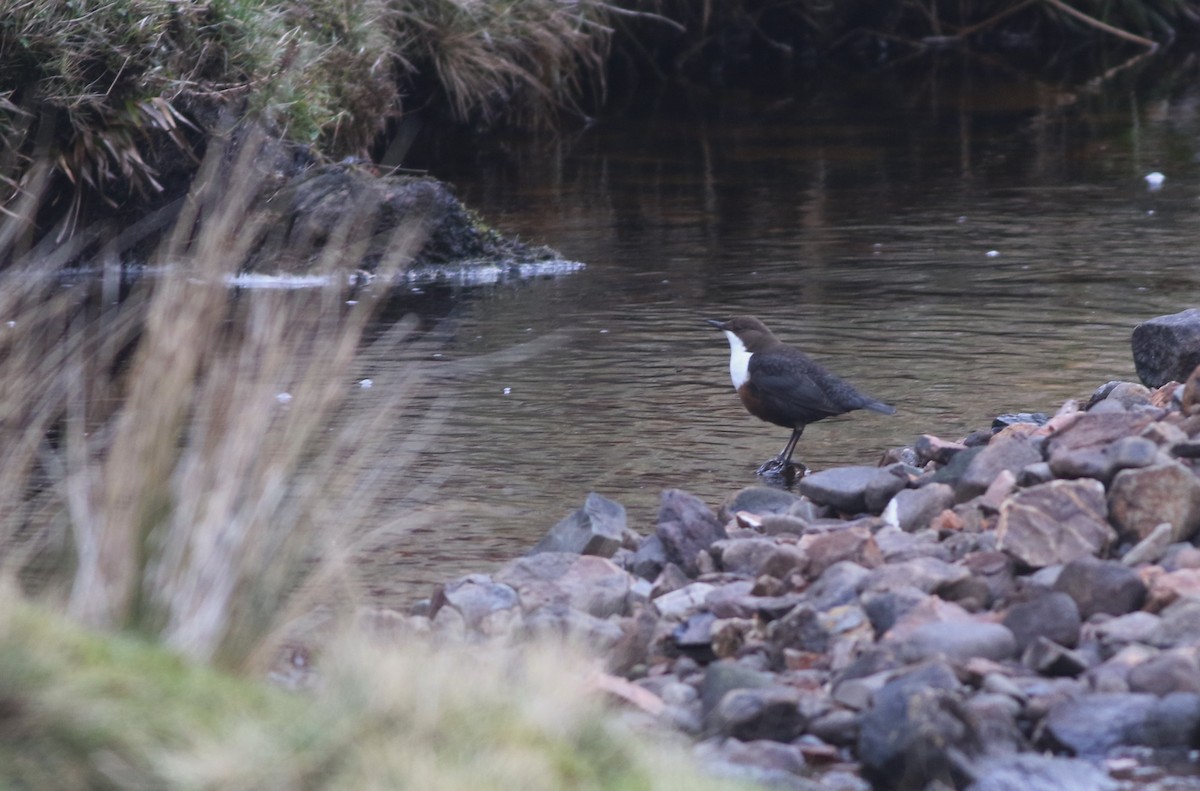 אמודאי הנחלים - ML646101705
