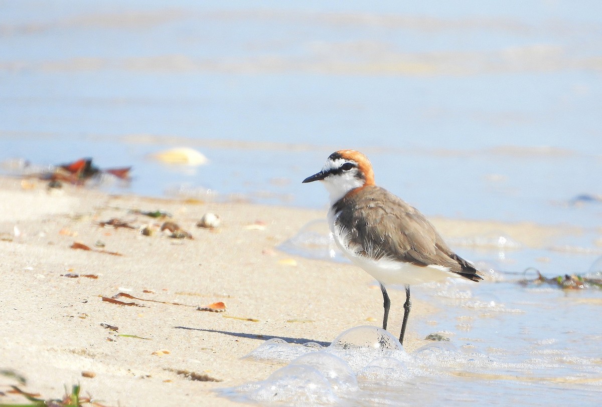 Red-capped Plover - ML646101710