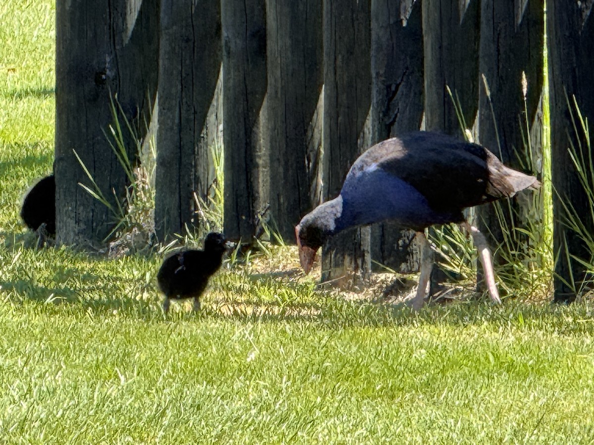 Australasian Swamphen - ML646101718