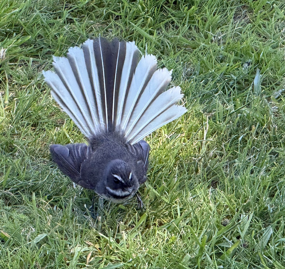 New Zealand Fantail - ML646101723