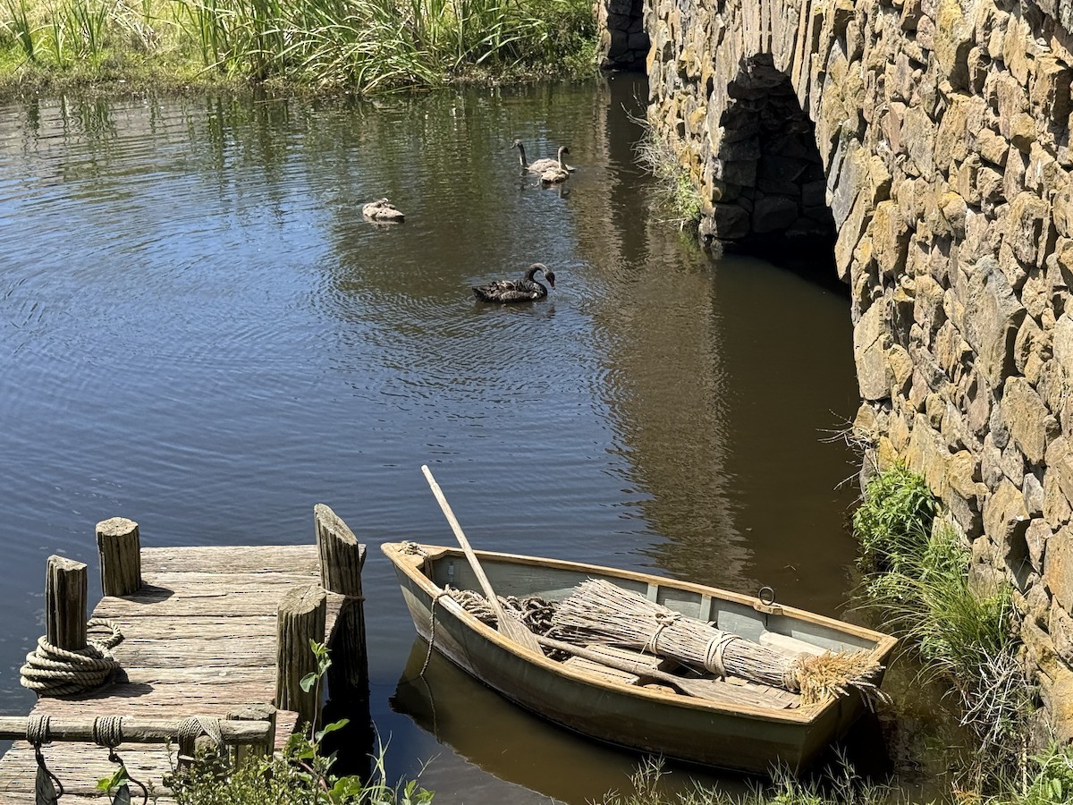 Black Swan - ML646101730