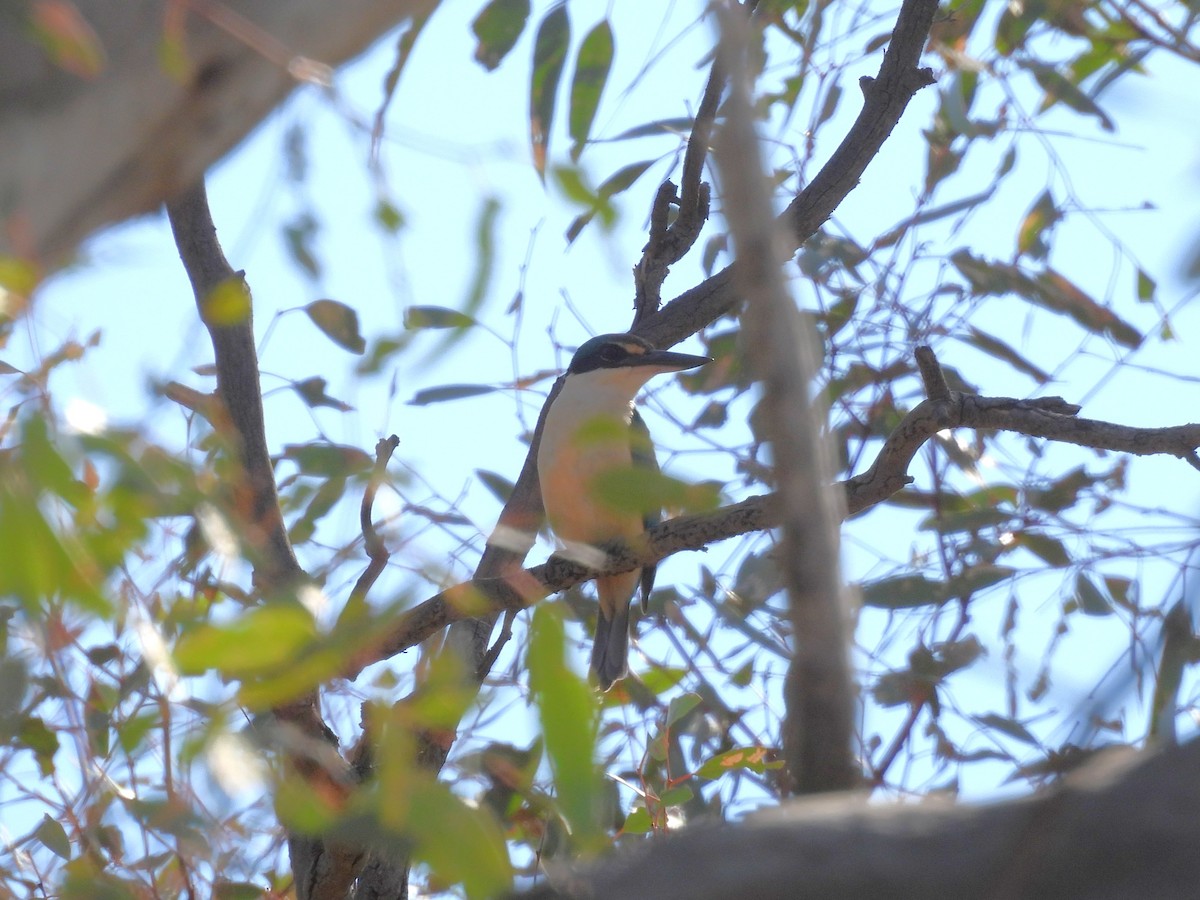 Sacred Kingfisher (Australasian) - ML646101747