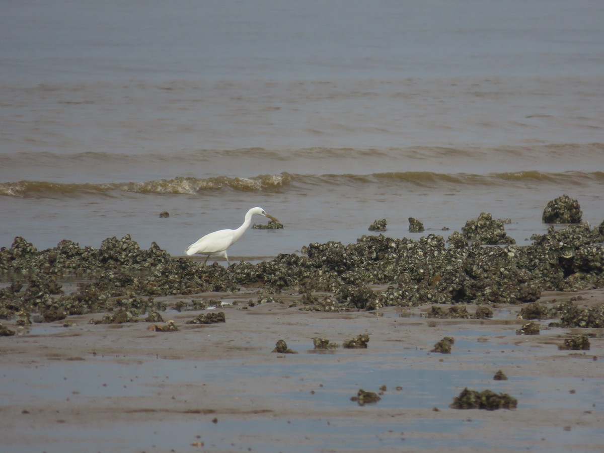 Swinhoe Ak Balıkçılı - ML646101749