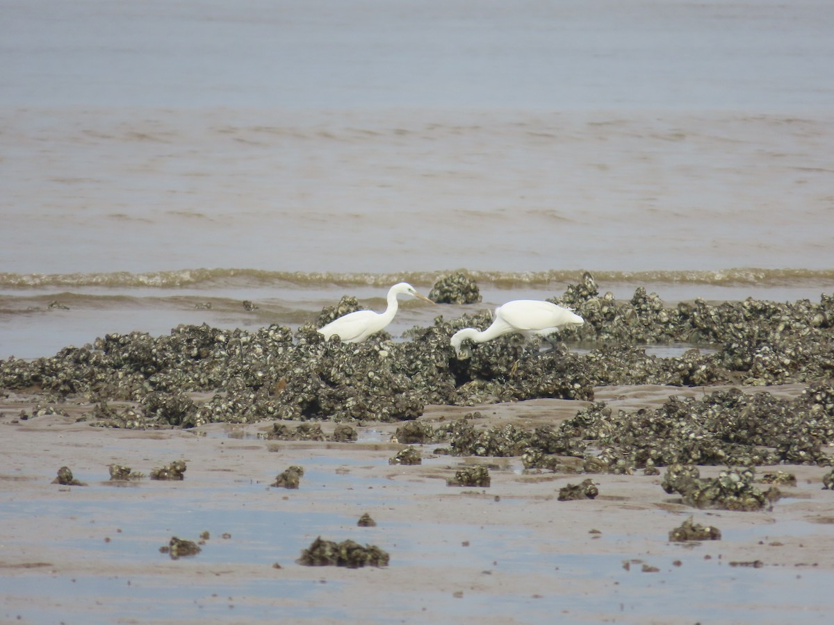 Swinhoe Ak Balıkçılı - ML646101750