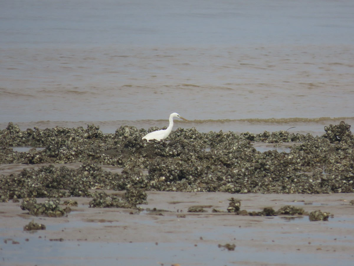 Swinhoe Ak Balıkçılı - ML646101751