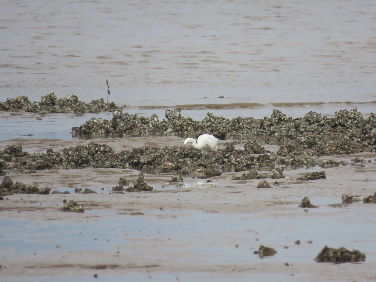 Swinhoe Ak Balıkçılı - ML646101753