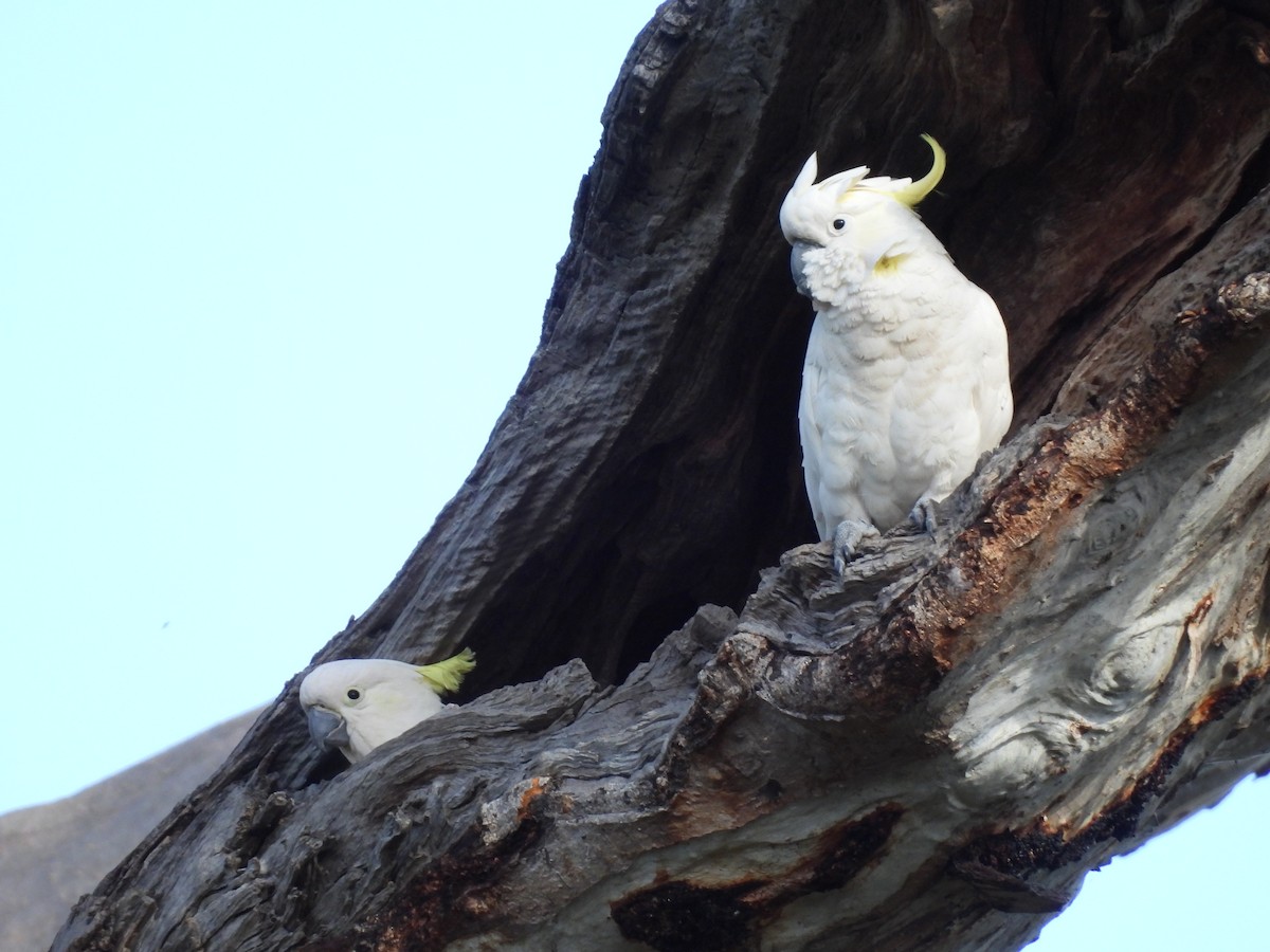 Sulphur-crested Cockatoo - ML646101755