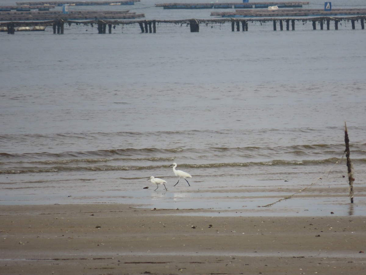 Swinhoe Ak Balıkçılı - ML646101756