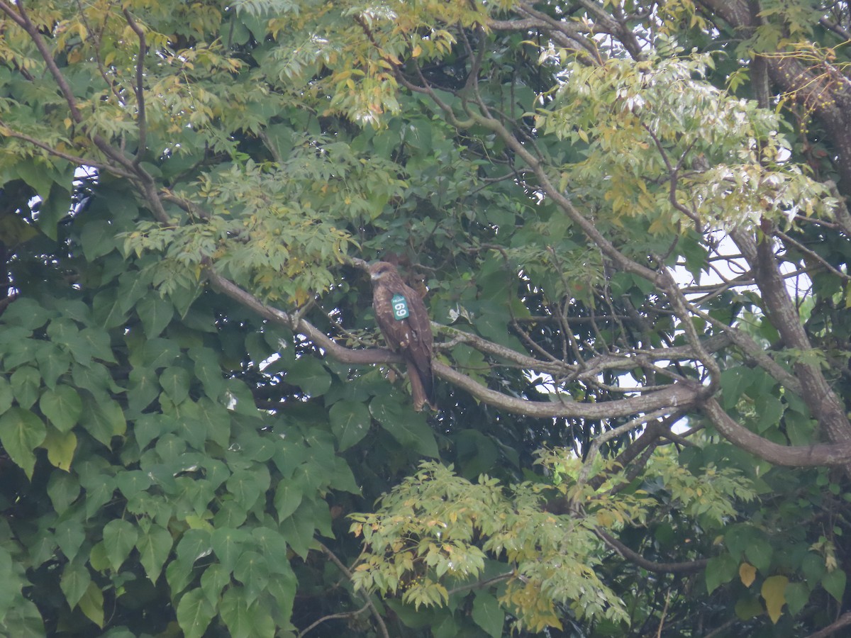 Black Kite (Black-eared) - ML646101762