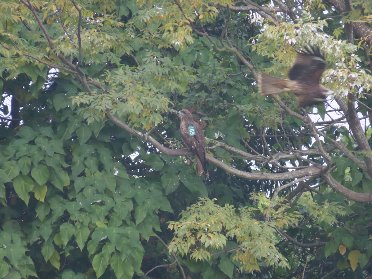 Black Kite (Black-eared) - ML646101763