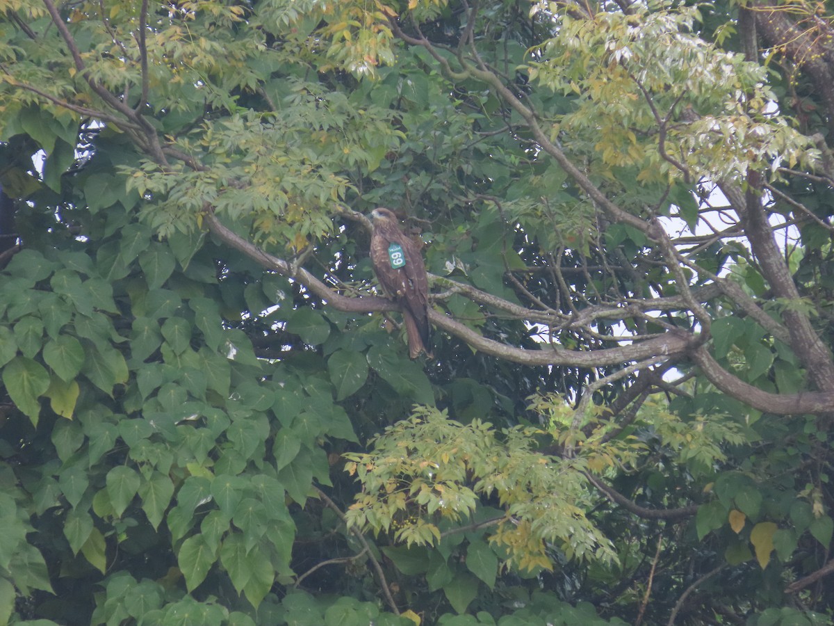 Black Kite (Black-eared) - ML646101764