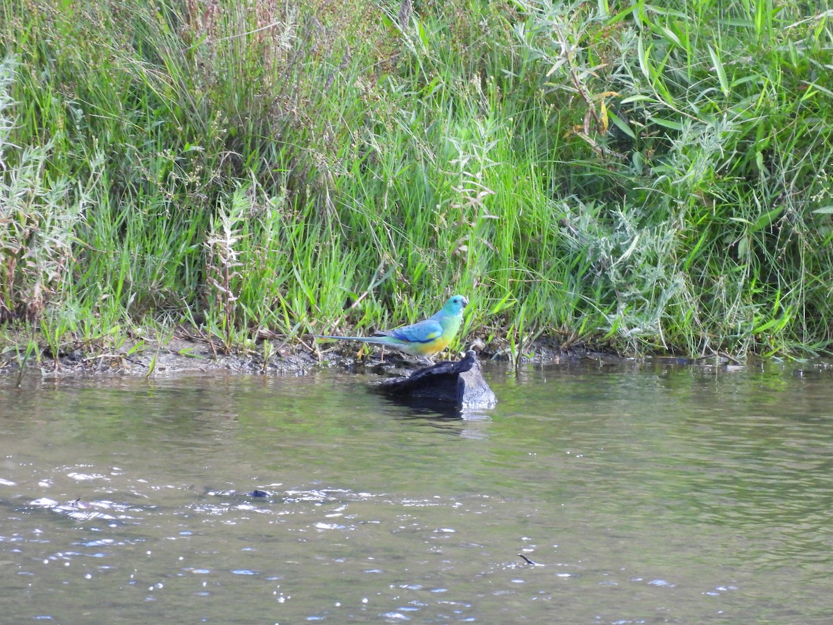 Red-rumped Parrot - ML646101765