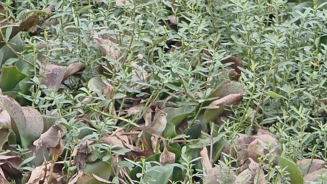 Pallas's Grasshopper Warbler - ML646101767