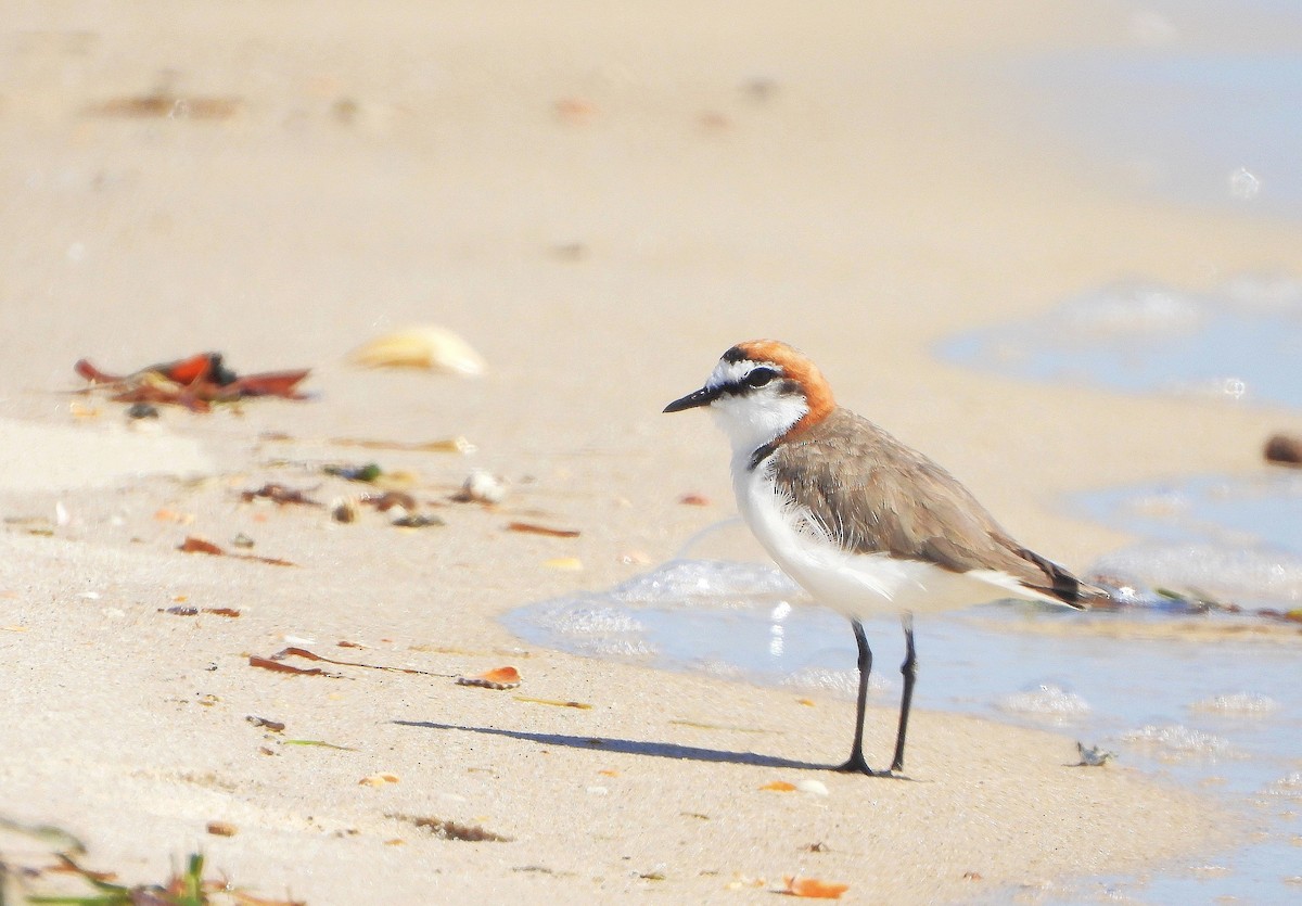 Red-capped Plover - ML646101769