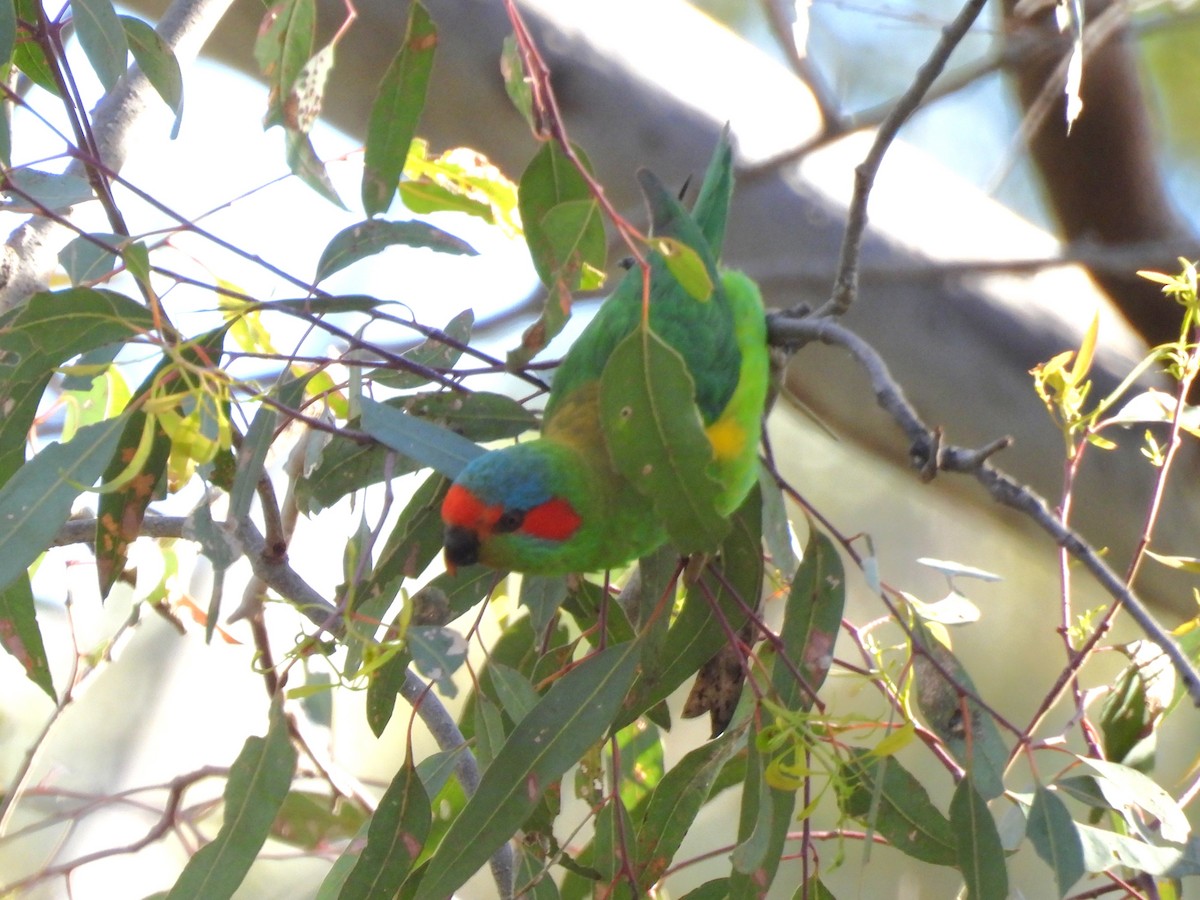 Musk Lorikeet - ML646101772
