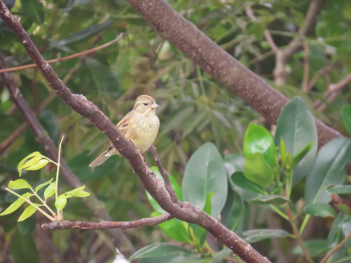 Black-faced Bunting - ML646101774
