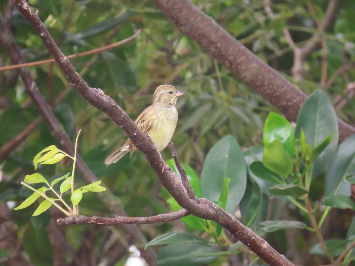Black-faced Bunting - ML646101779