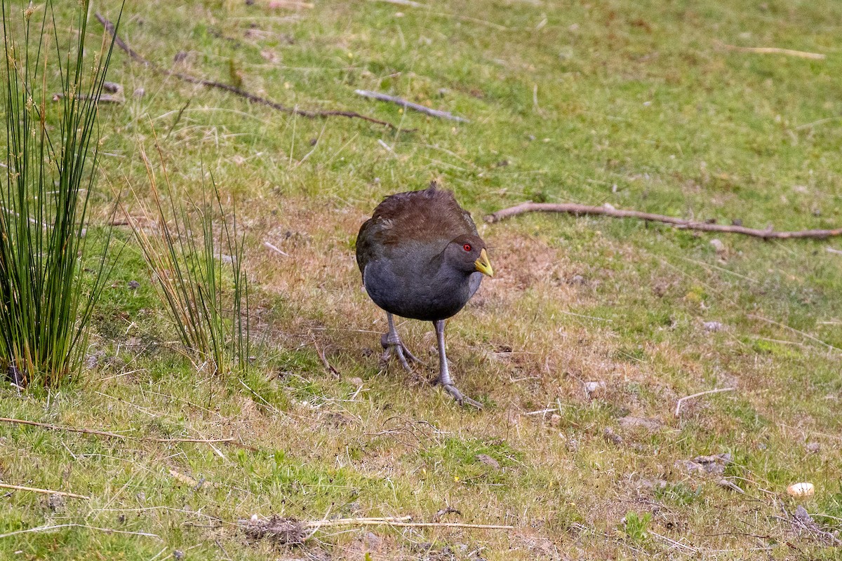 Курочка тасманійська - ML646101780