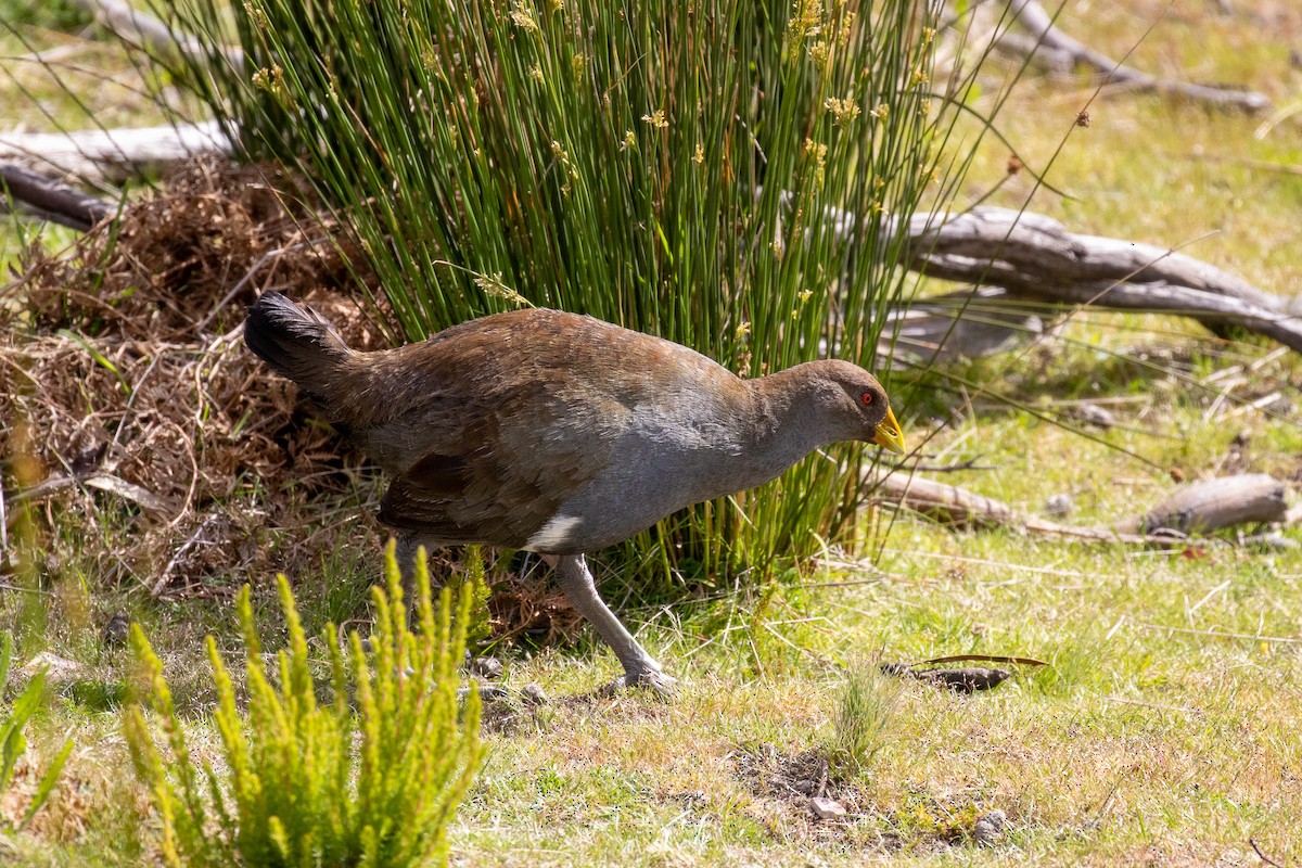 Курочка тасманійська - ML646101781