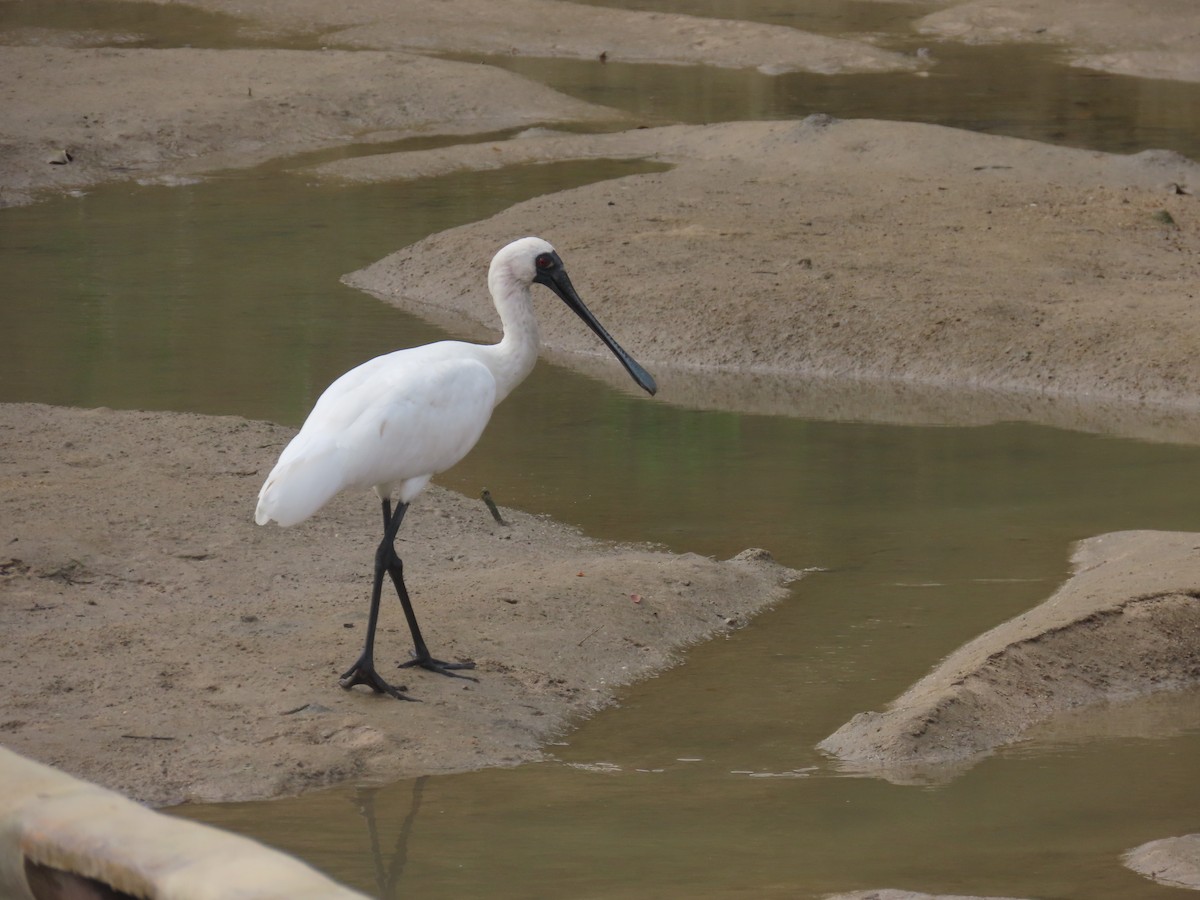 Black-faced Spoonbill - ML646101783