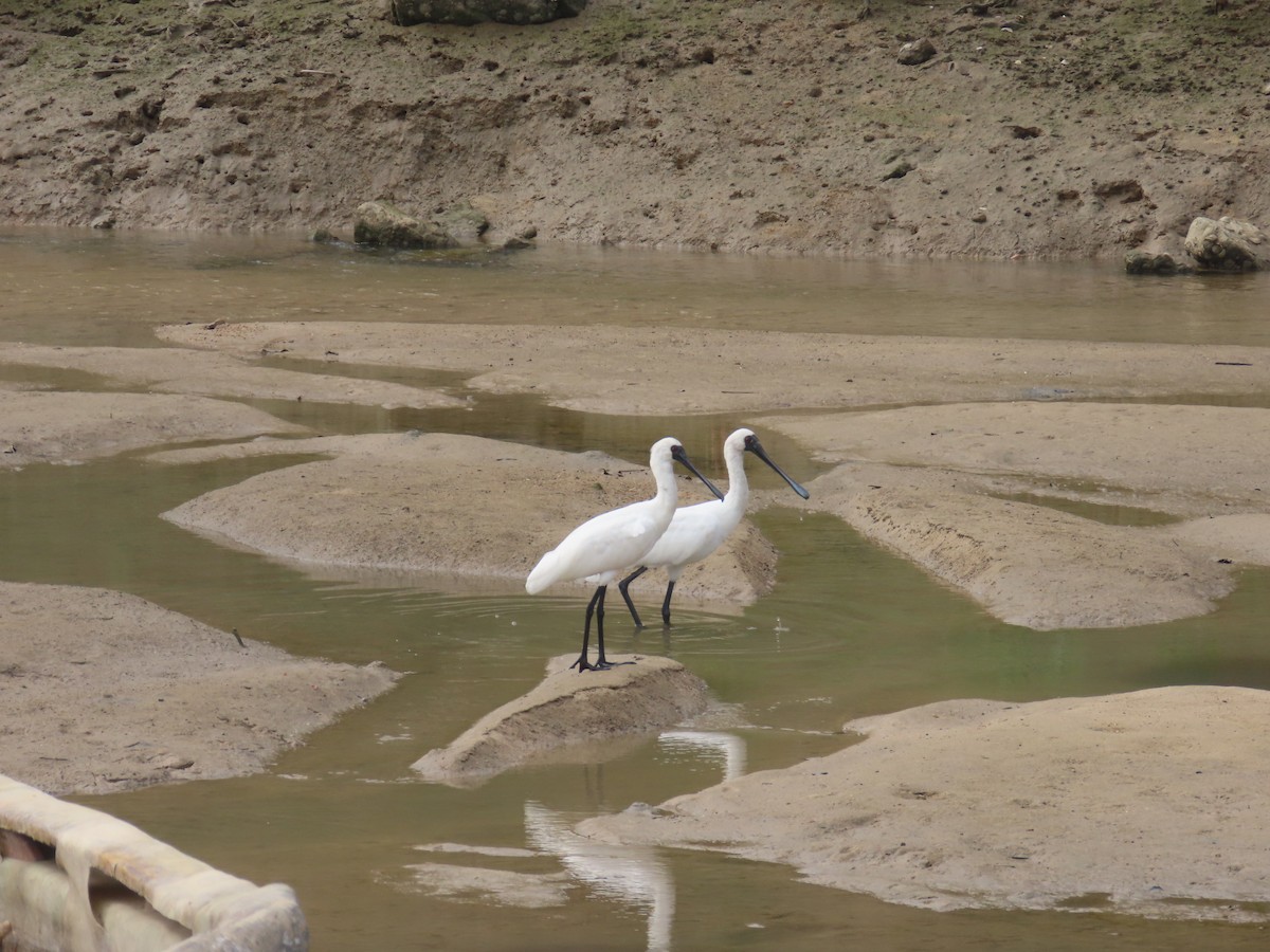 Black-faced Spoonbill - ML646101784