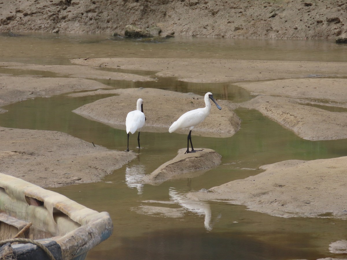Black-faced Spoonbill - ML646101785