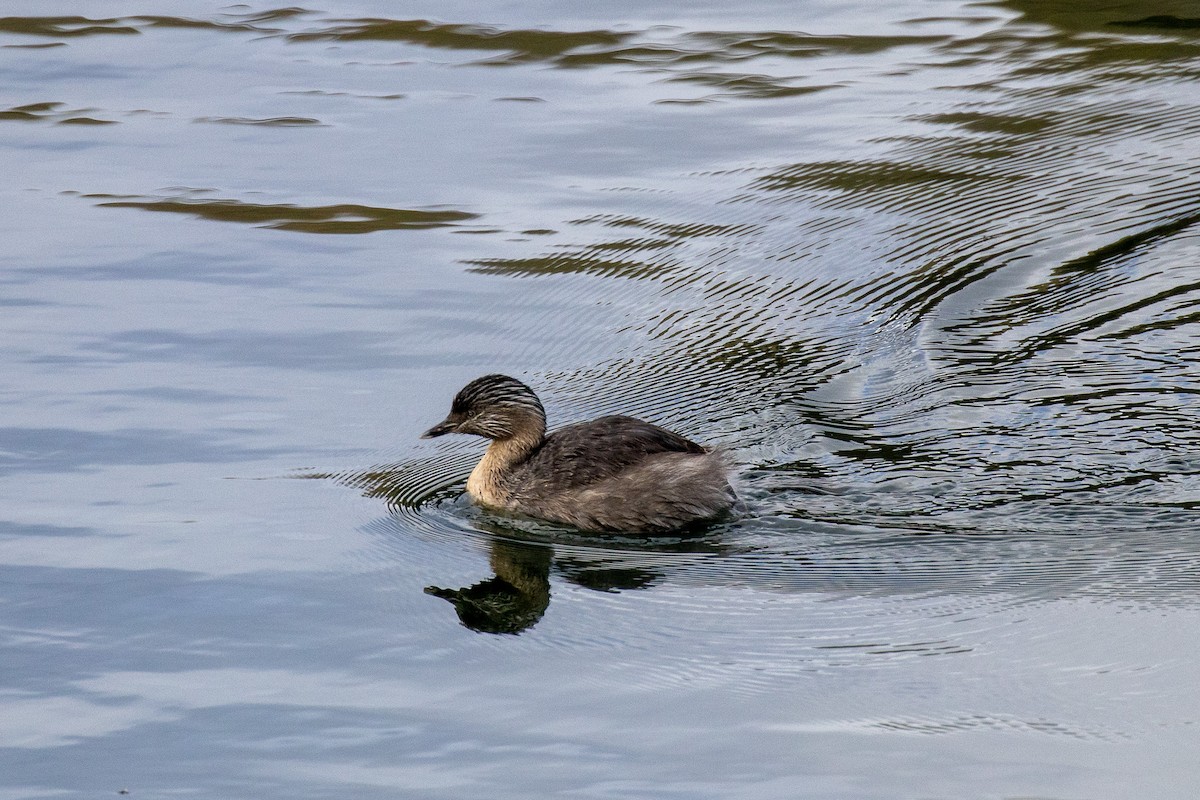 Zampullín Canoso - ML646101790