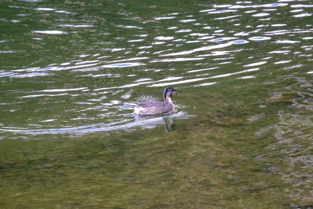 Zampullín Canoso - ML646101791