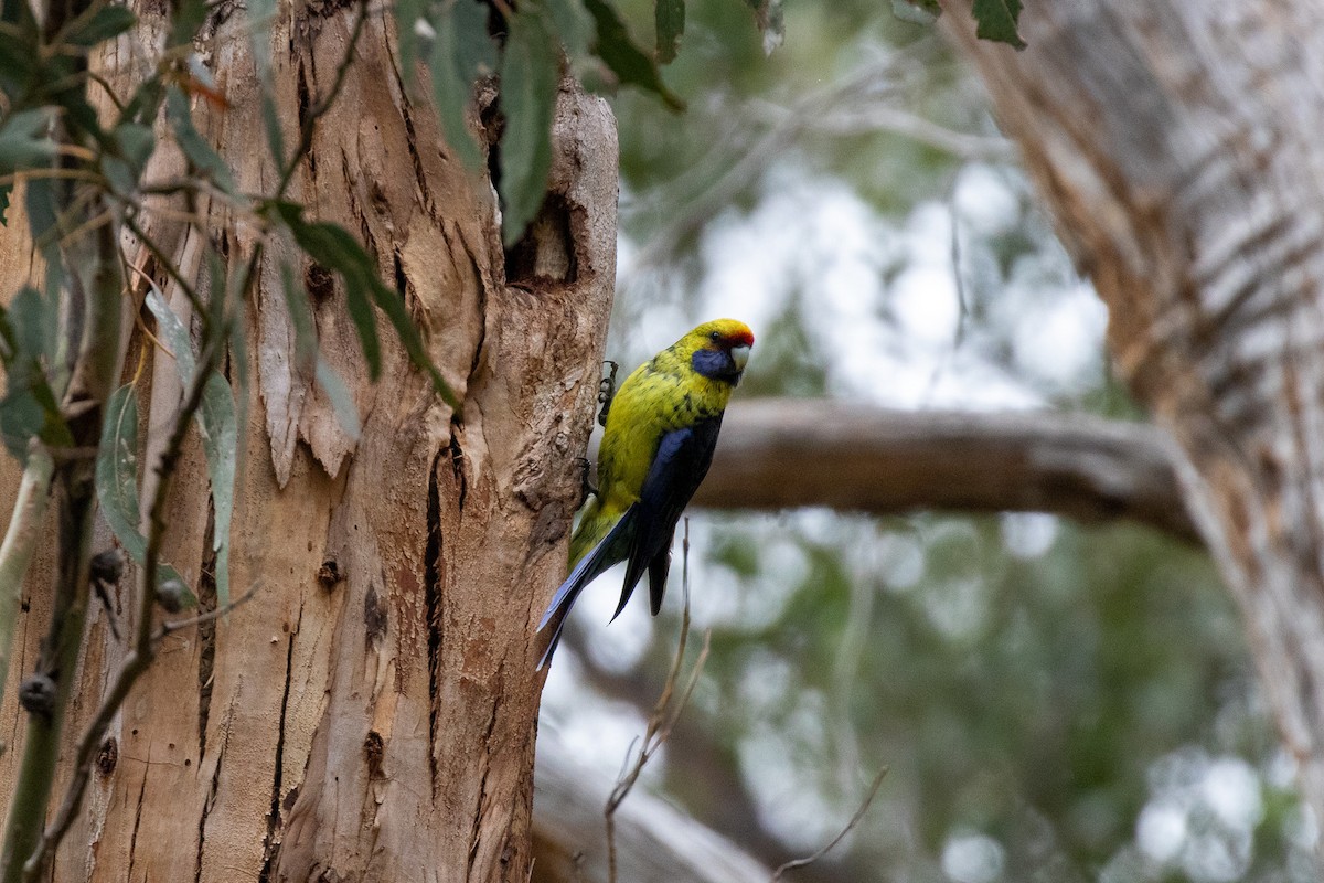 Green Rosella - ML646101794
