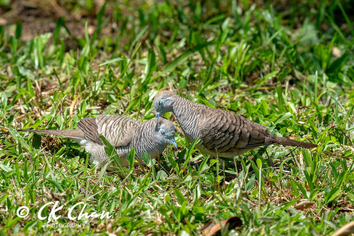 holoubek vlnkovaný - ML646101802