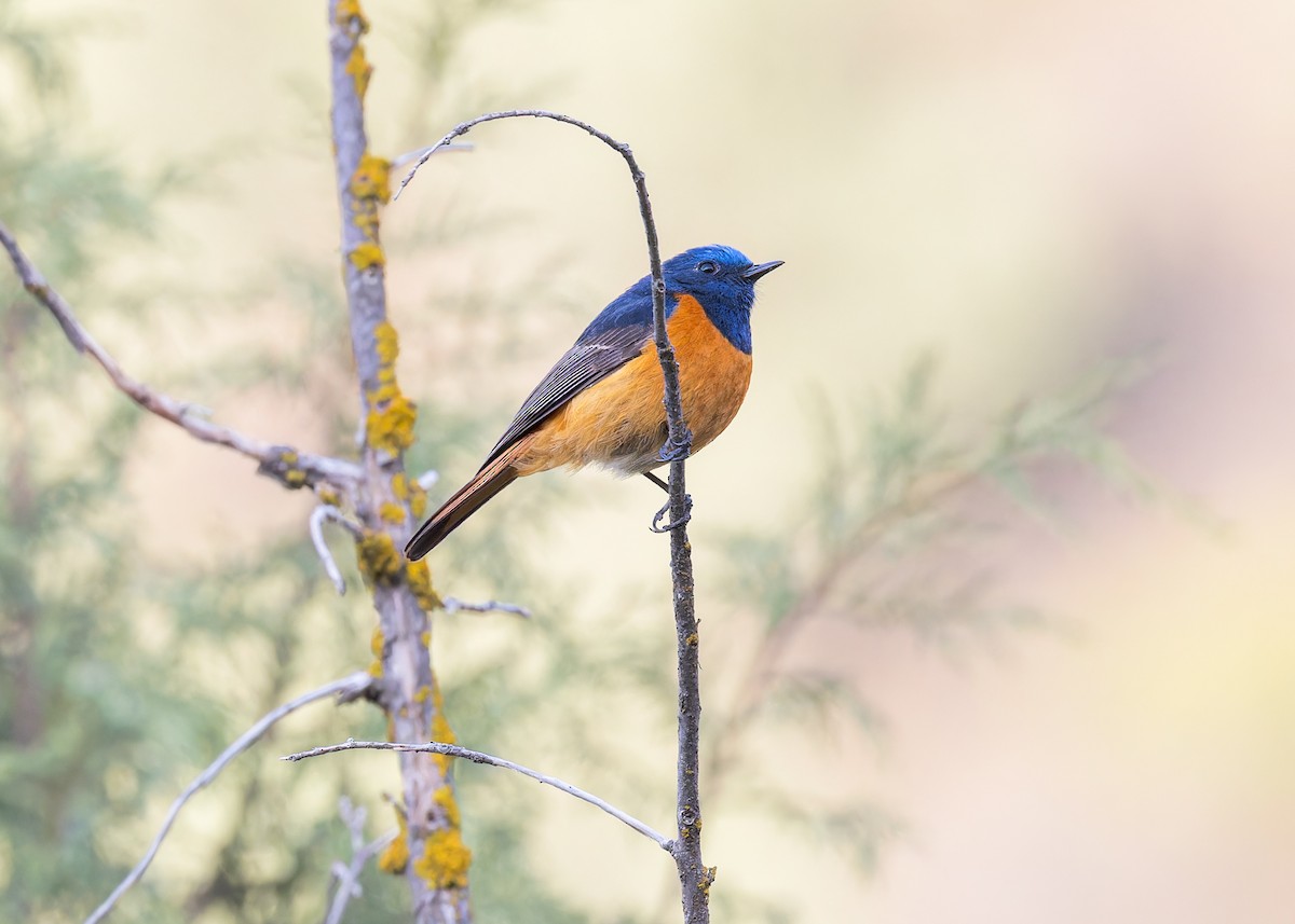 Blue-fronted Redstart - ML646101803