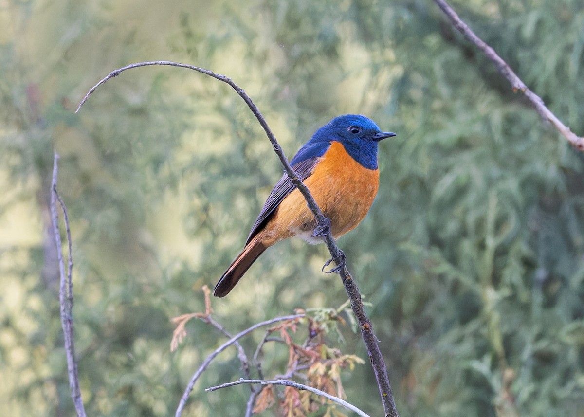 Blue-fronted Redstart - ML646101805