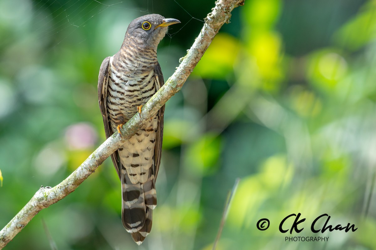 kukačka pruhochvostá - ML646101807