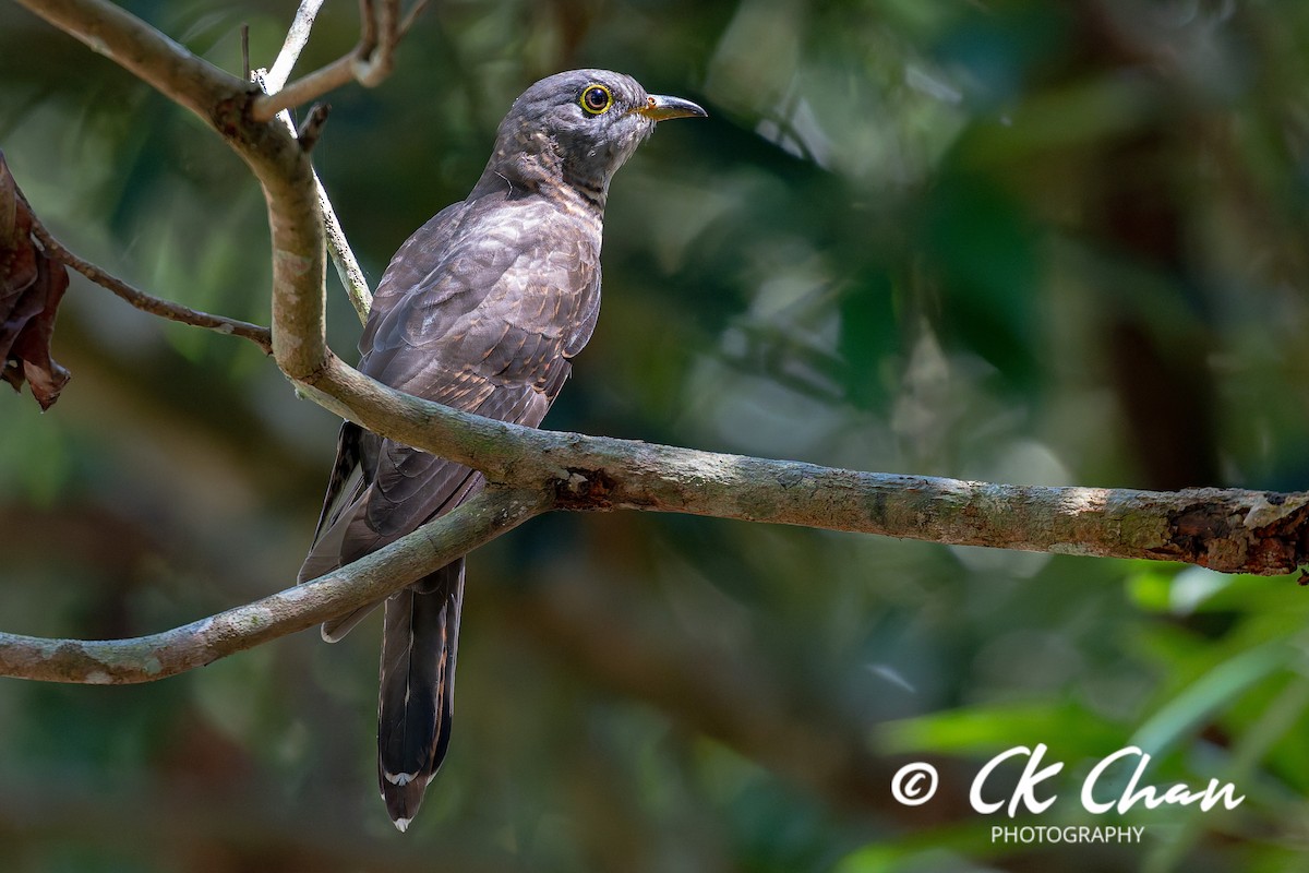 kukačka pruhochvostá - ML646101808