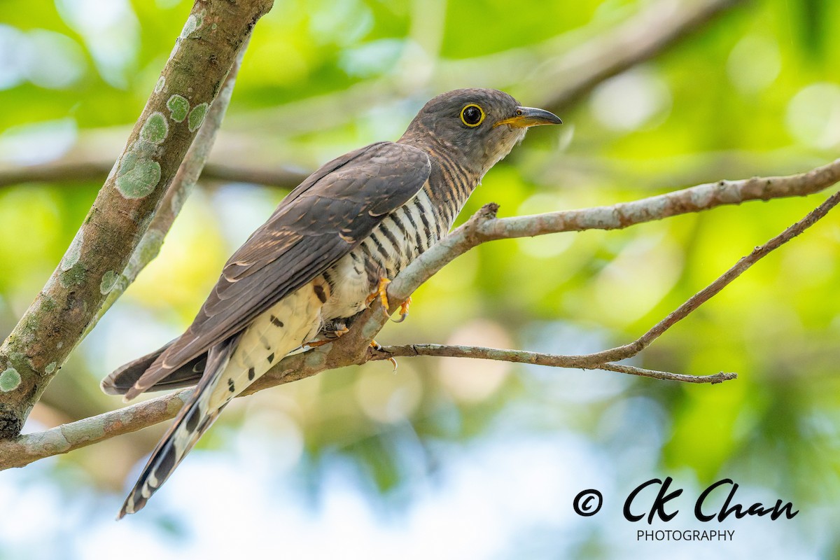 kukačka pruhochvostá - ML646101809